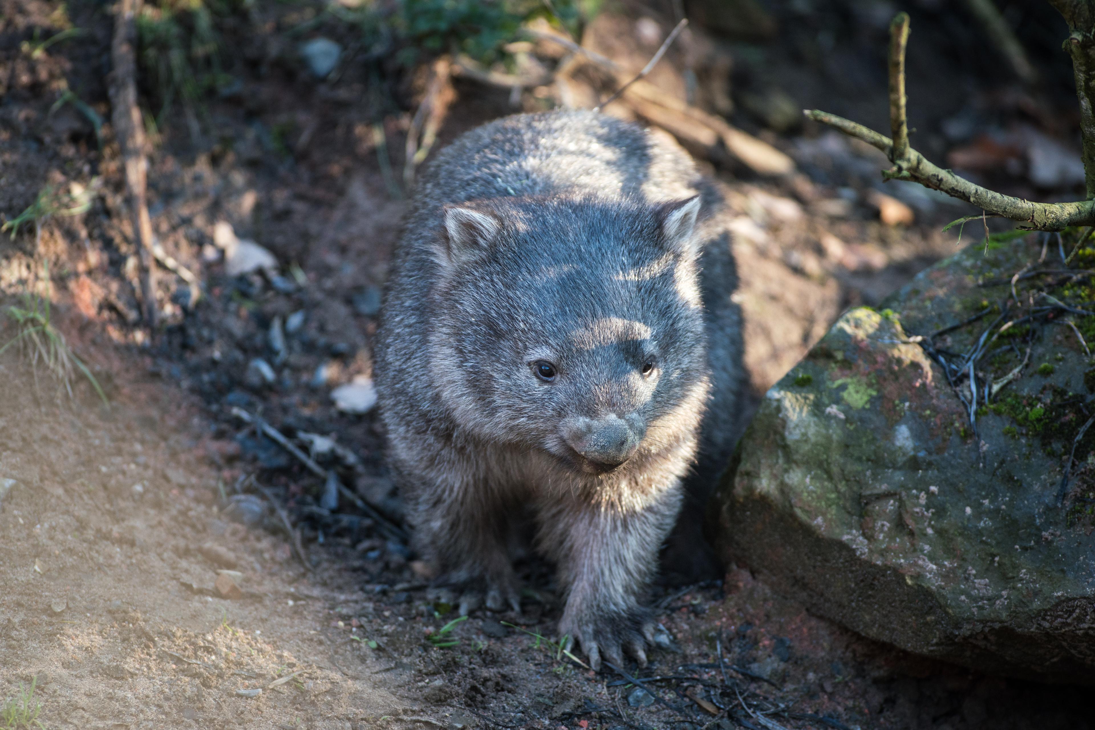 Wombat schaut verträumt aus der Höhle in Richtung Kamera im Zoo Hannover