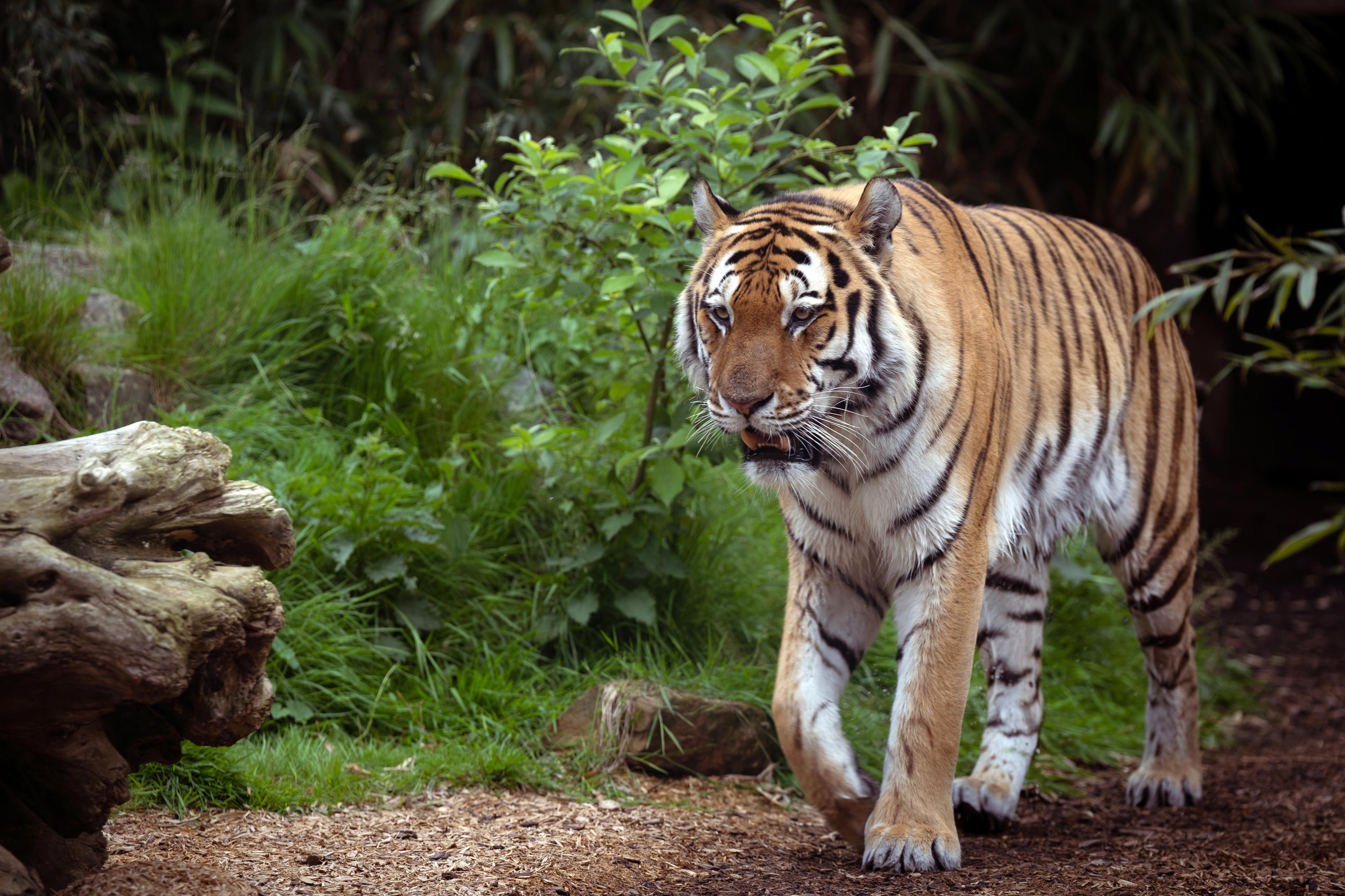 Tiger im Palast des Maharadscha im Zoo Hannover