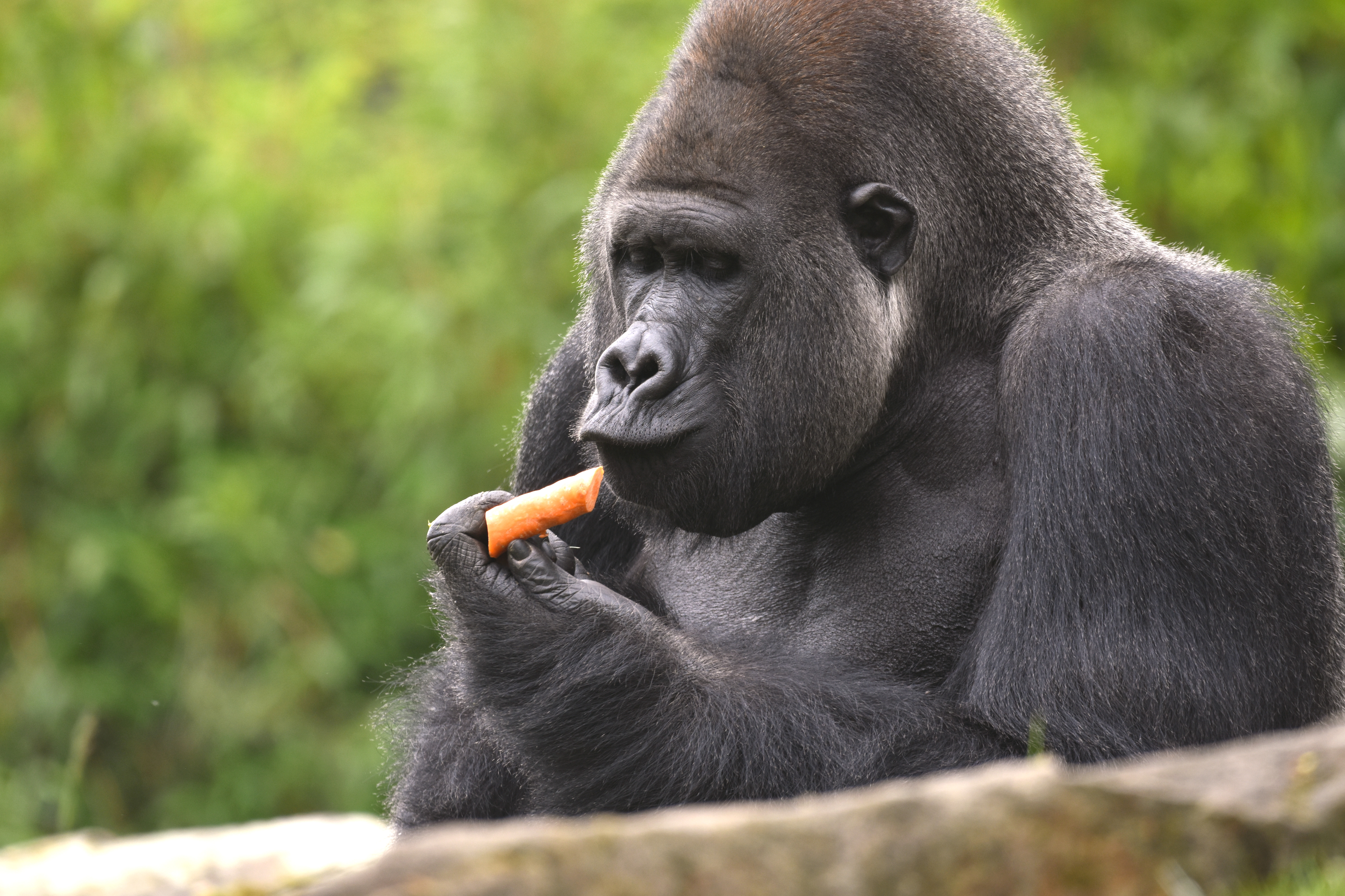 Gorilla Buzandi mit Möhre in der Hand