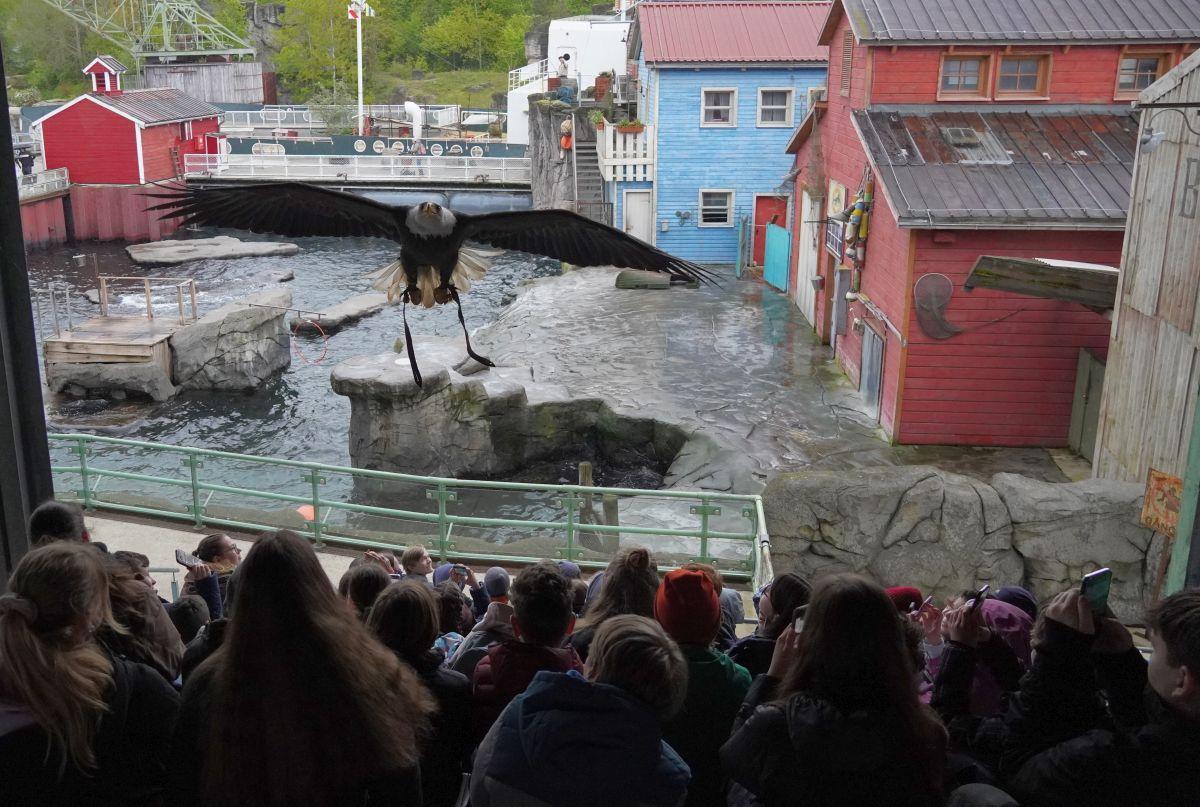 Ein Adler fliegt über die Köpfe der Jugendlichen im Yukon Stadium